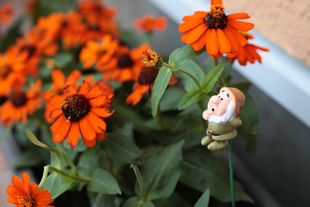 花壇のオレンジの花と小人の飾りつけ