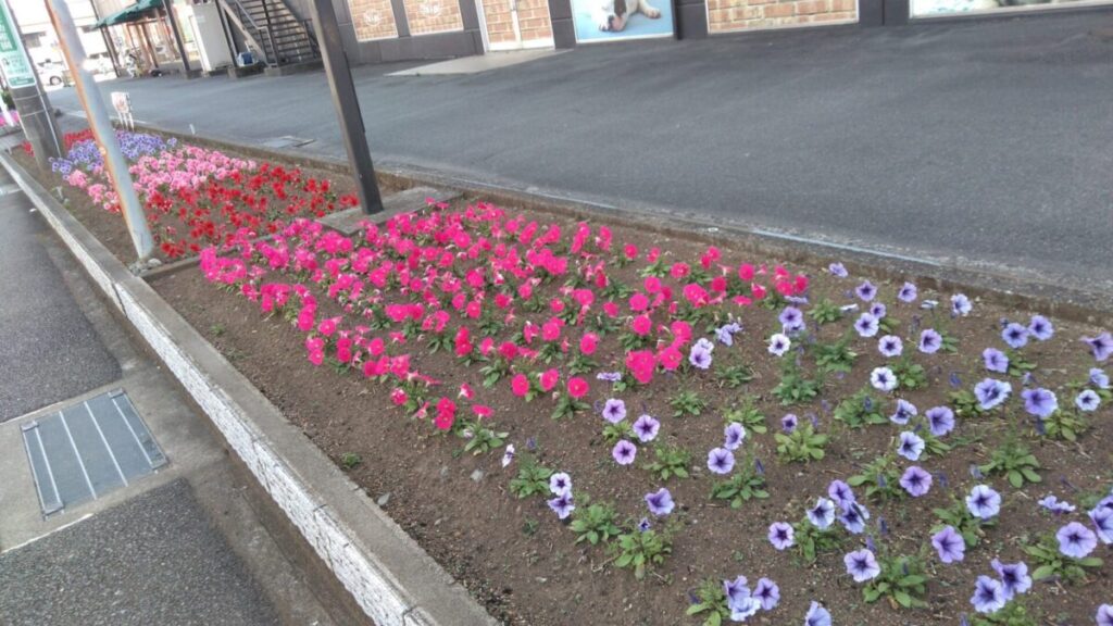 外出業務中に見つけたお花の写真