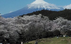 さくら🌸