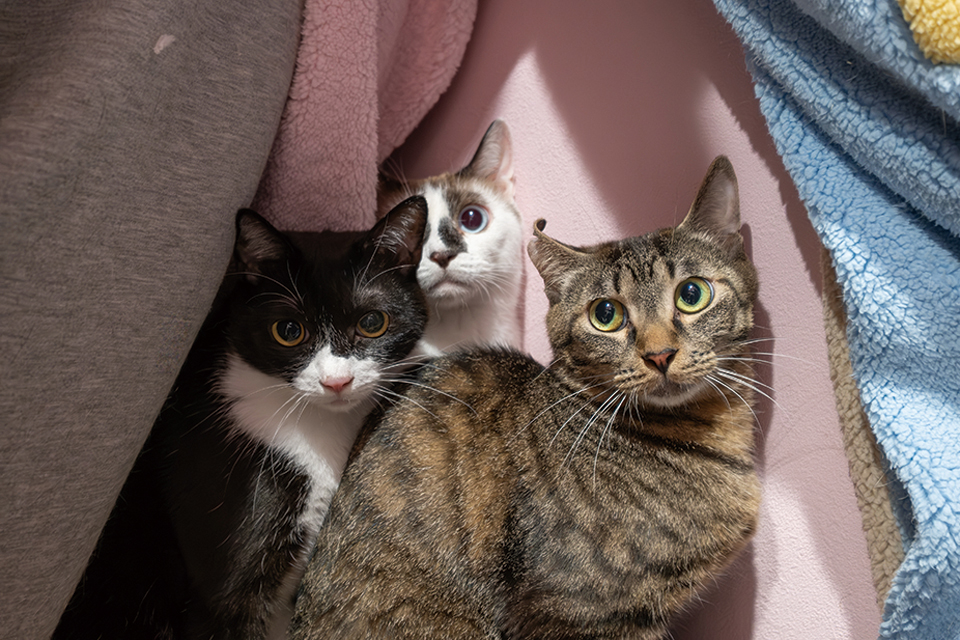 暮らしやすくおしゃれな家になりました